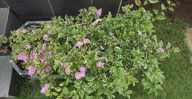 Why Bougainvillea Stops Blooming In California Summer And How To Fix It
