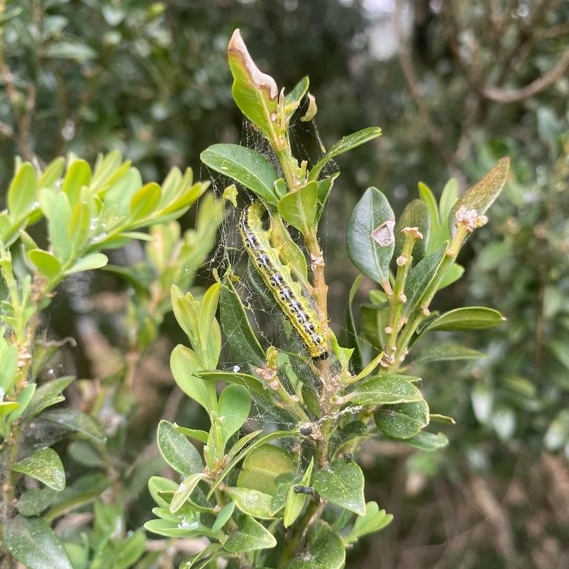 Why Box Tree Moths Are So Destructive