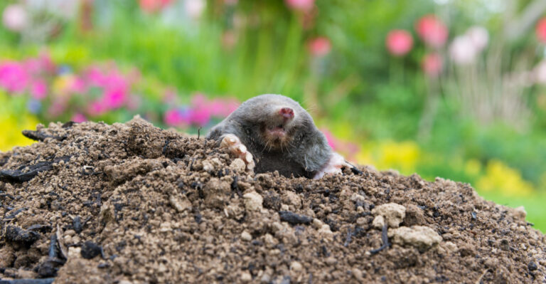 Why California Gardeners Get Moles In Spring And How To Stop Them