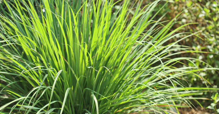 Why California Gardeners Should Plant Lemongrass Around The Patio