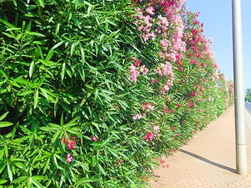 Why California Gardeners Still Plant It Anyway