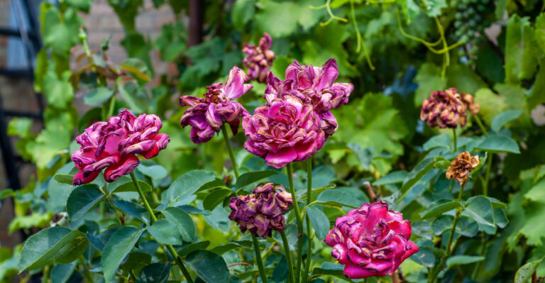 Why California Roses Look Exhausted By June And What They Need Right Now