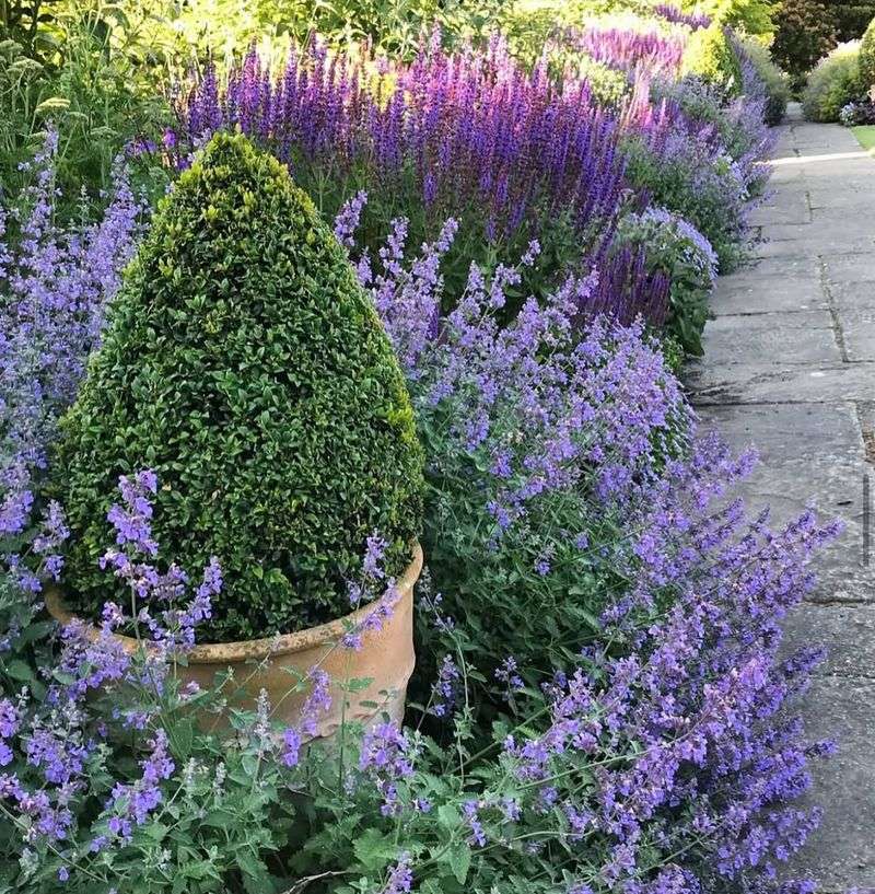 Why Catmint Deserves A Spot In Every North Carolina Garden Why Catmint Deserves A Spot In Every North Carolina Garden