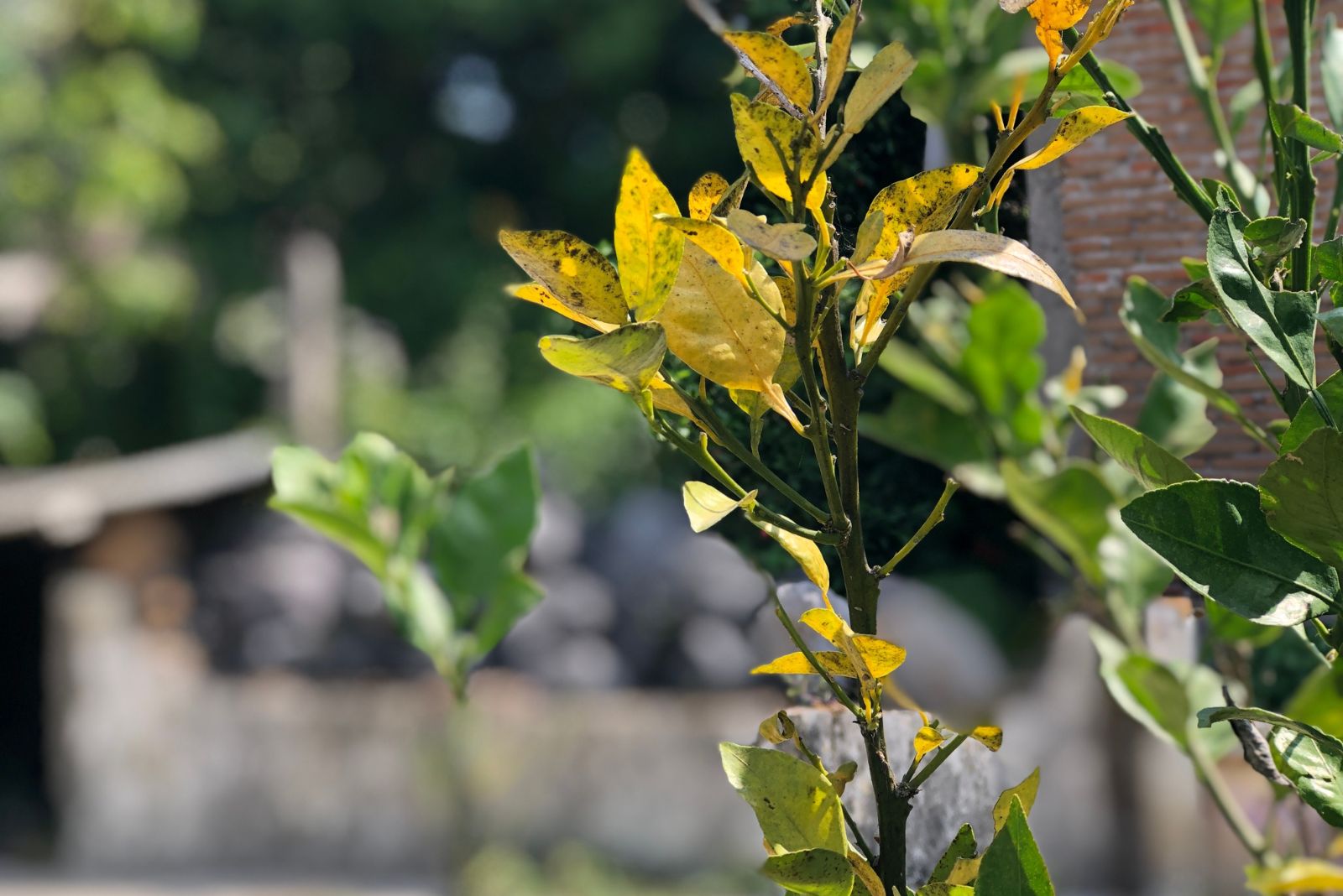 yellow citrus tree leaves
