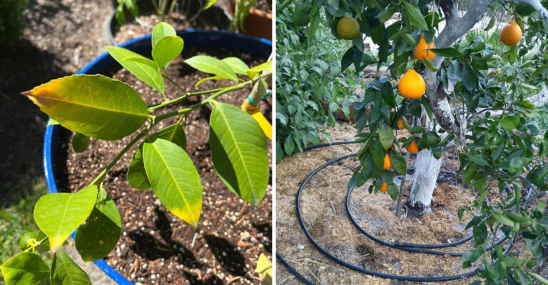 Why Citrus Leaves Turn Yellow In June In Arizona And How To Fix It
