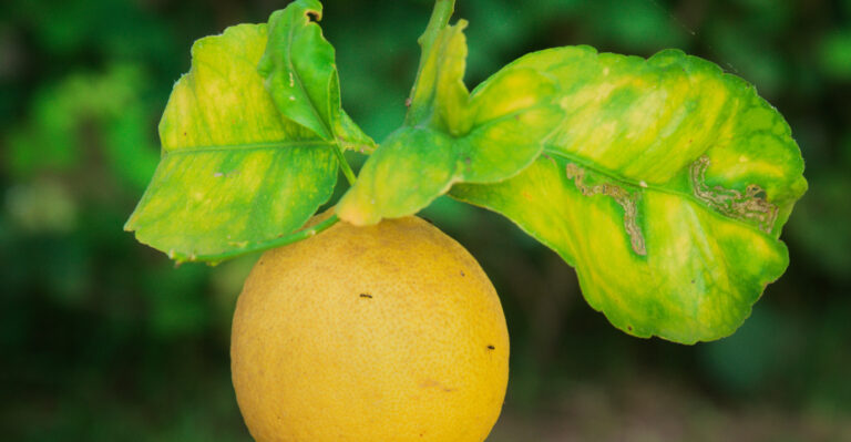 Why Citrus Leaves Turn Yellow In May In California And How To Fix It