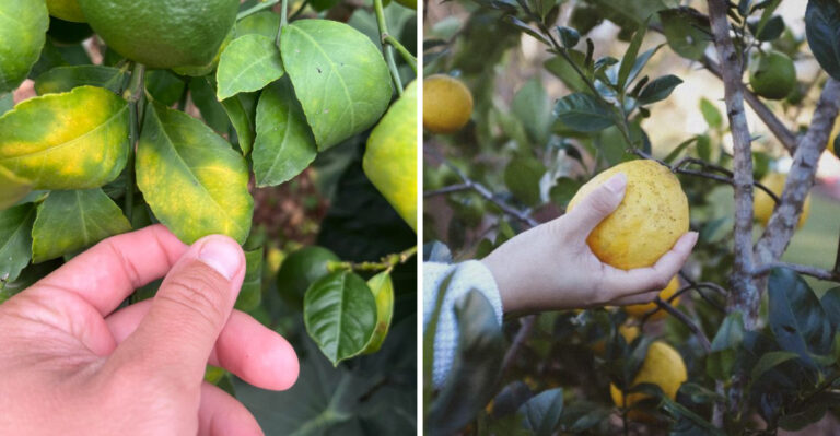 citrus yellow leaves and fix