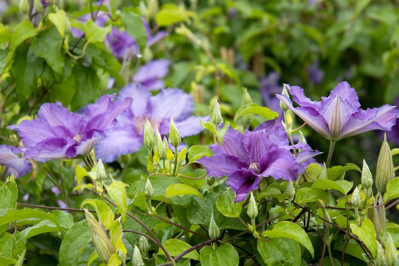 Why Clematis Needs The Right Feeding Schedule In Texas