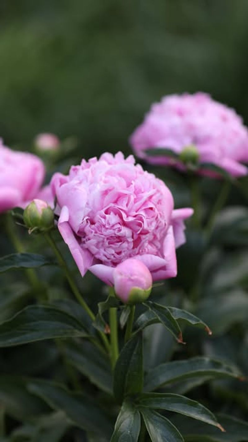 Why Correct Planting Depth Matters More In Michigan Than Warmer States