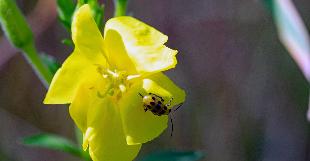 cucumber beetle in flower