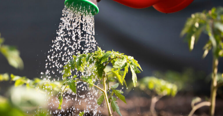 Why Daily Watering Becomes Necessary In May In Arizona Gardens
