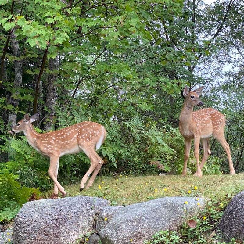 Why Deer Avoid Some Native Michigan Shrubs More Than Others