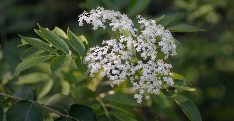 american elderberry