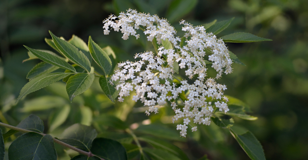 american elderberry