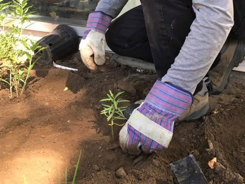 Why Establishment Still Matters Before A Grass Can Compete Well