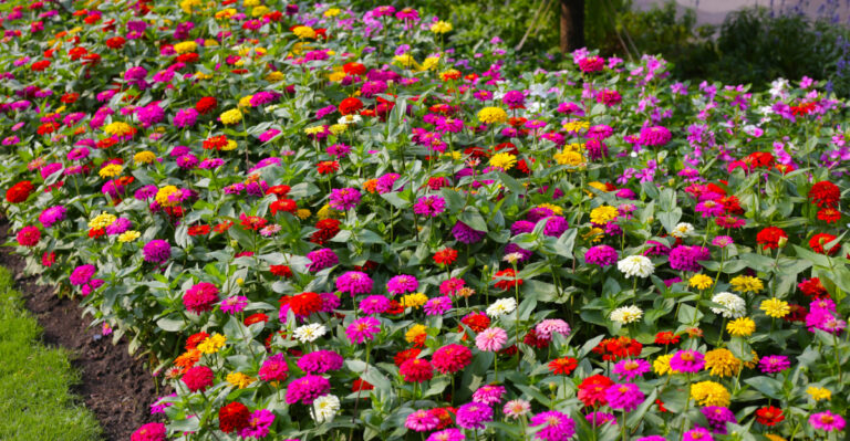zinnias