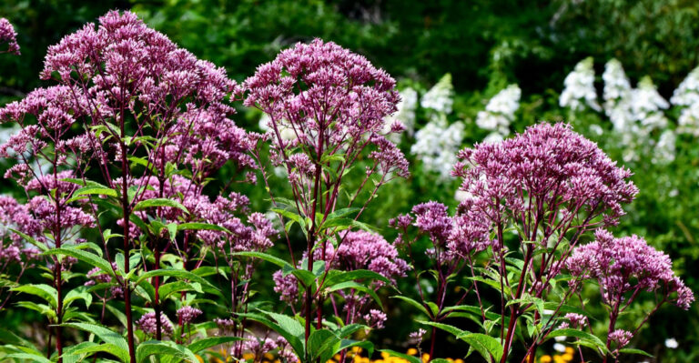 joe pye weed