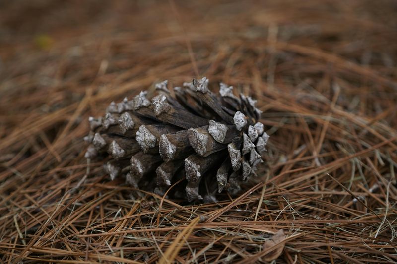 Why Fall Is The Best Time To Bury Pine Cones In Missouri