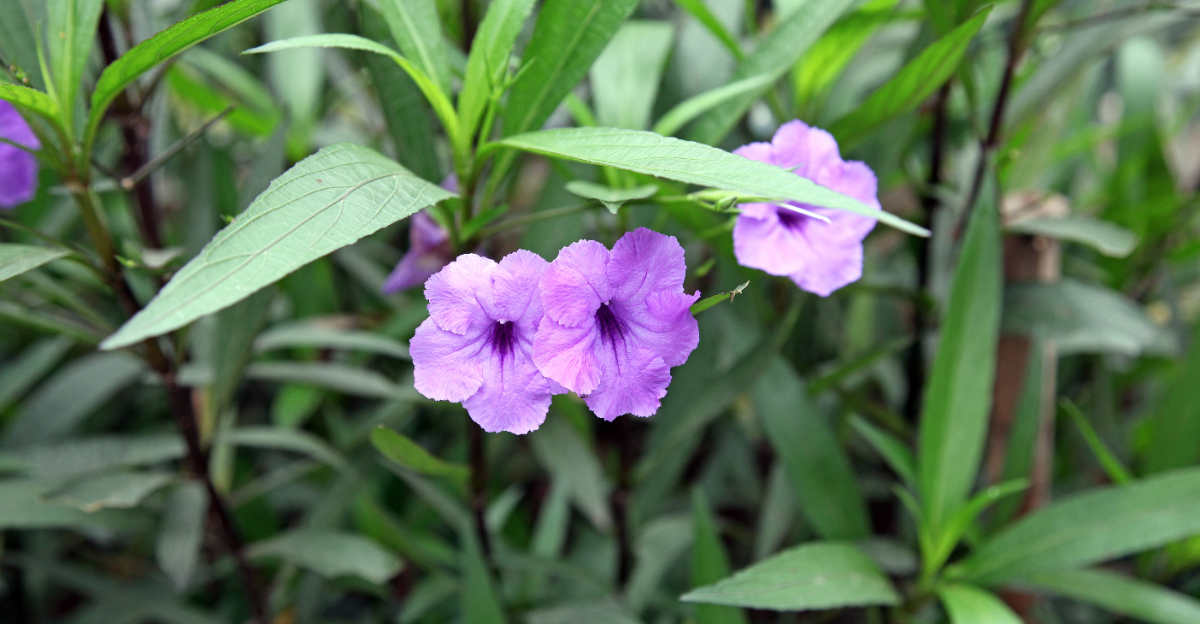 mexican petunia