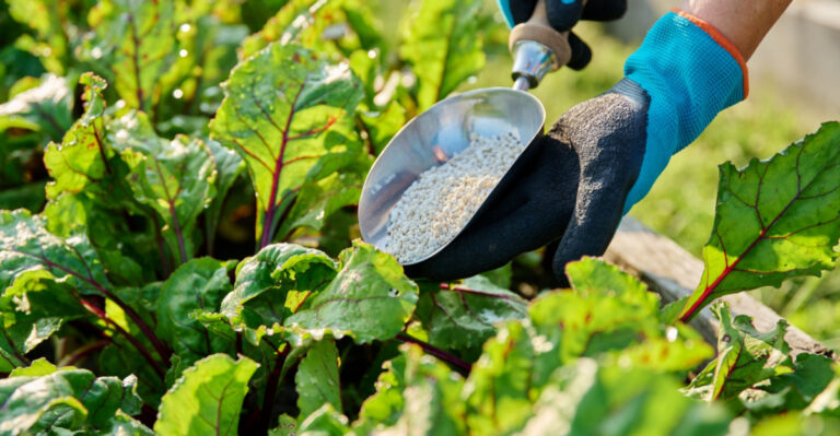 Why Florida Gardeners Fertilize In May Not June And What They Actually Use