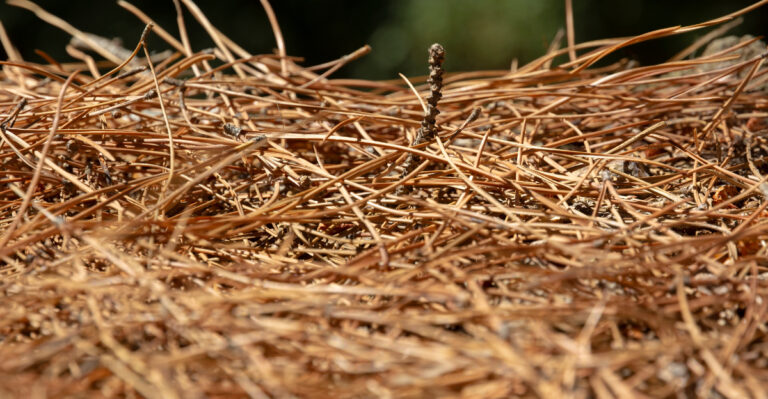 pine needles