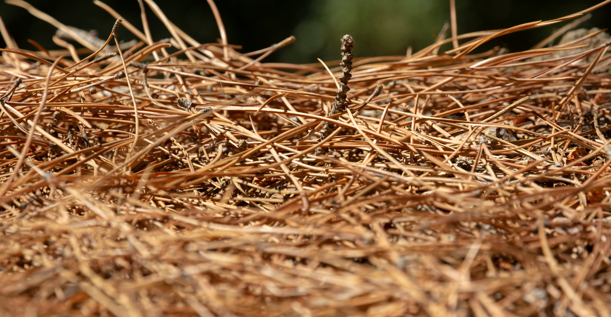 pine needles