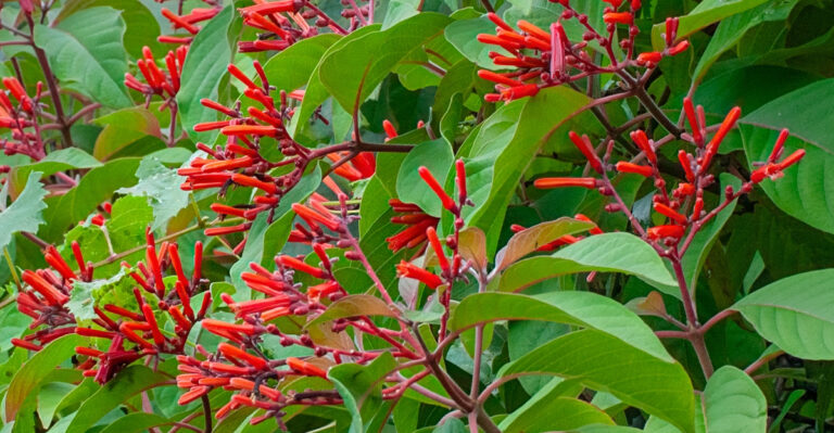 firebush