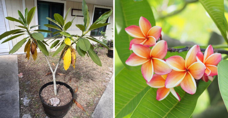plumeria