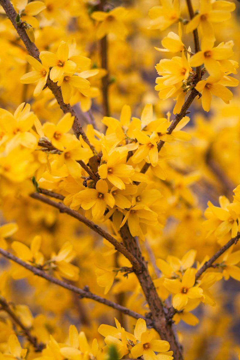 Why Forsythia Looks Like The Perfect Shrub In Spring