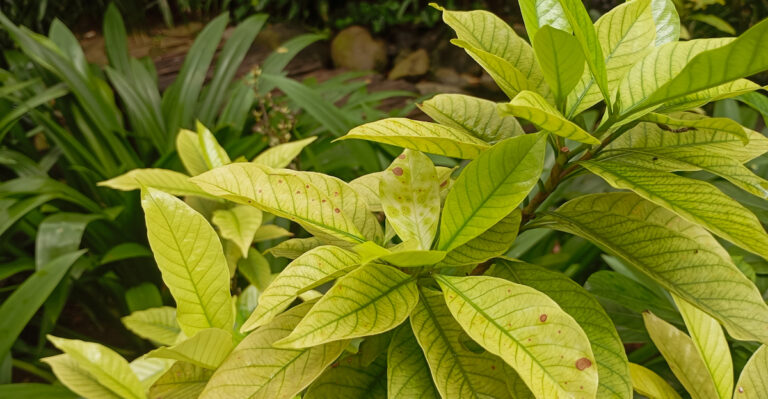 Why Gardenia Leaves Turn Yellow In June In California And How To Fix It