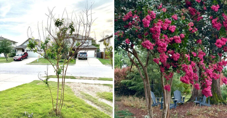 Why Georgia Crepe Myrtles Produce Fewer Blooms And How To Fix It