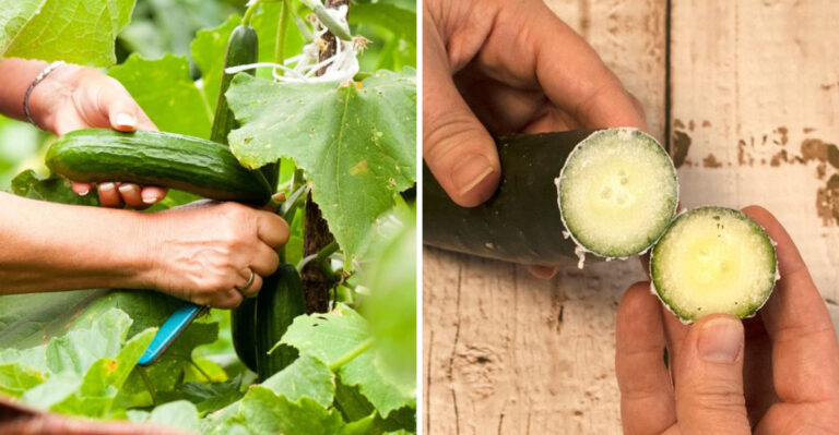 Why Georgia Cucumbers Suddenly Turn Bitter Near The End Of Spring