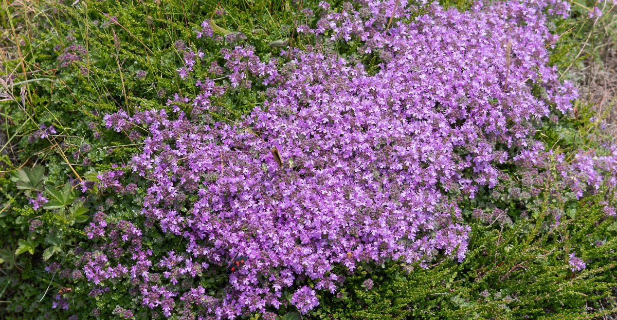 Creeping thyme (featured image)