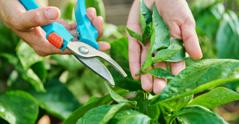pepper plants (featured image)