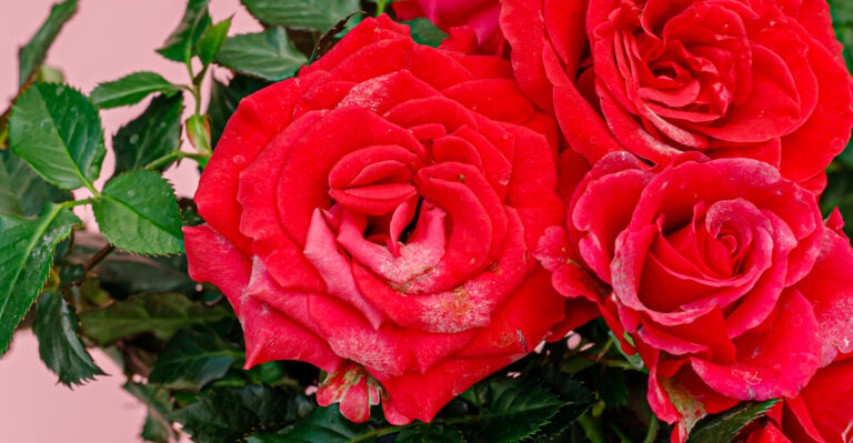 © Image Credit: nnattalli / Shutterstock