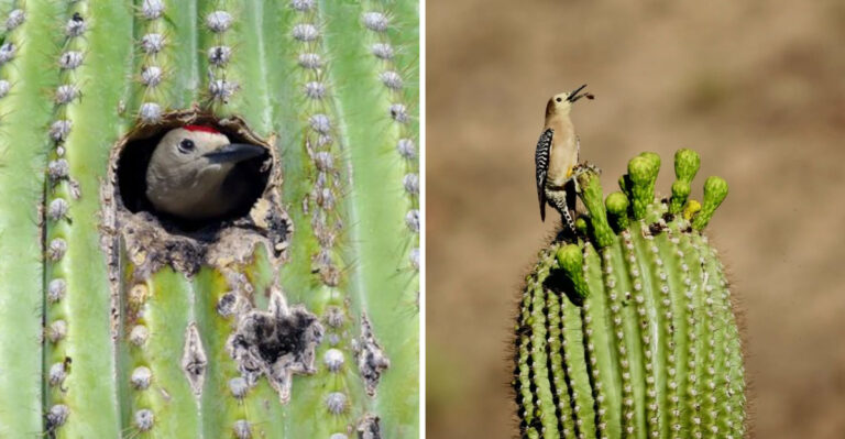 Why Gila Woodpeckers Become Backyard Regulars In Arizona During May