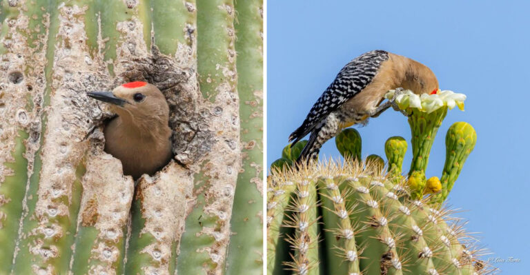 Why Gila Woodpeckers Become More Active In Arizona Yards In May