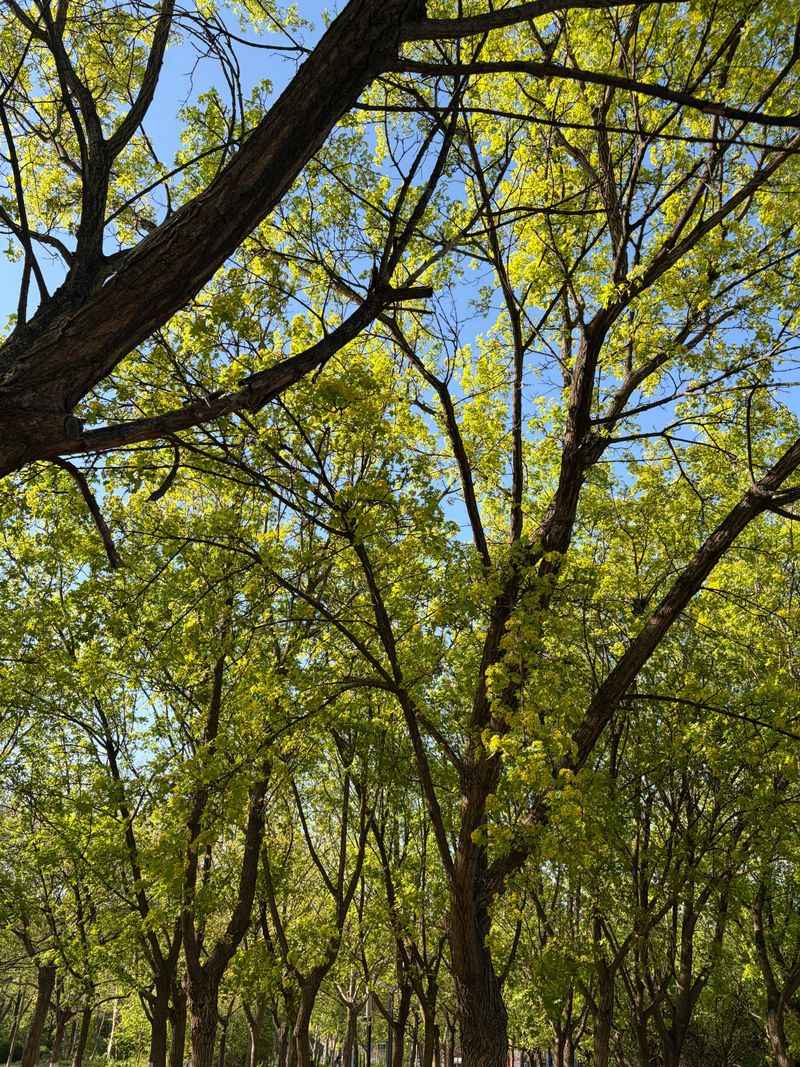 Why Hackberry Thrives Where Other Trees Give Up Why Hackberry Thrives Where Other Trees Give Up