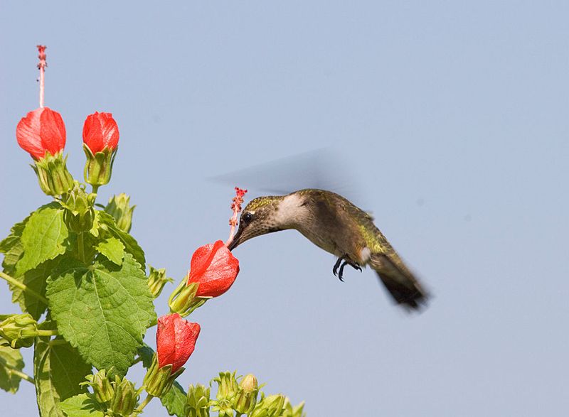 Why Hummingbirds Love Turk's Cap So Much