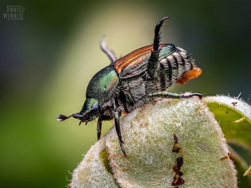 Why Indiana Gardeners Dread Japanese Beetle Season