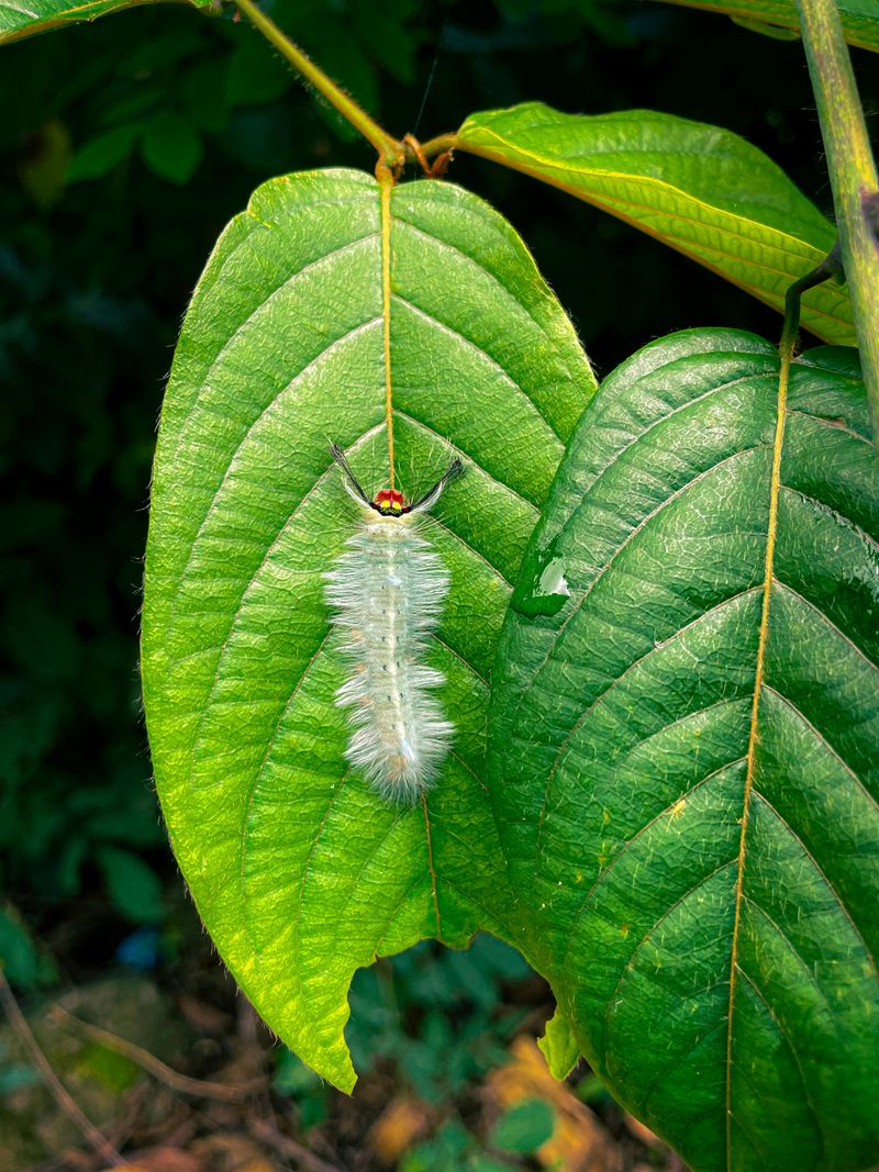  Puss caterpillar sleeps on the leaf.