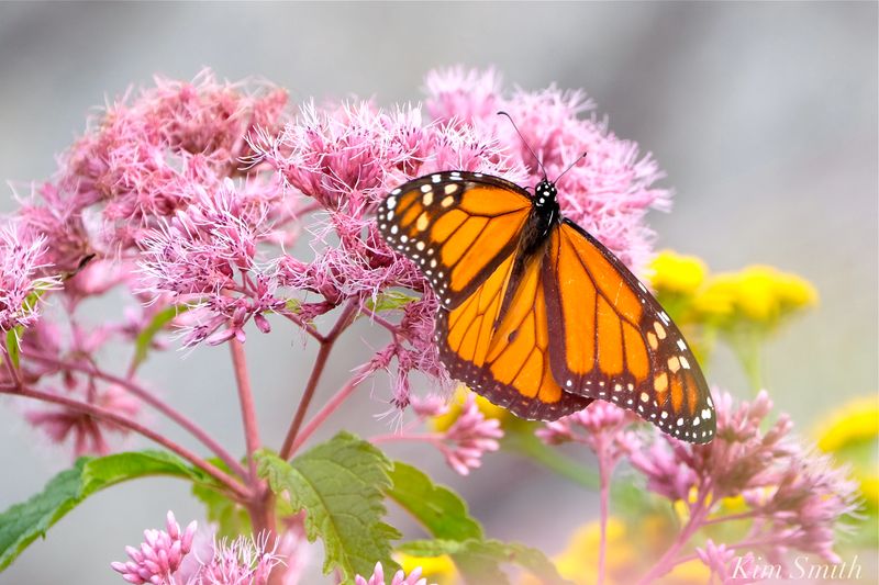 The Native Flower That Looks Beautiful With Almost No Fuss