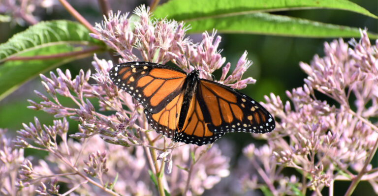 butterfly on joe pye weed