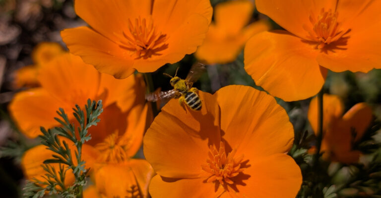 Why Just One Bee Matters In Your California Garden