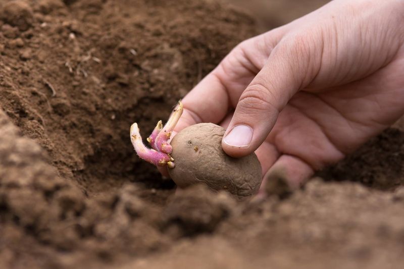 Why Late Planting Causes Problems So Quickly