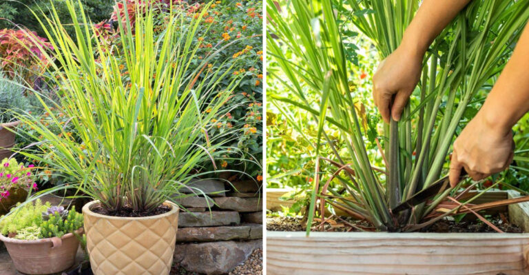 Why Lemongrass Thrives In Arizona Heat Better Than Most Patio Plants