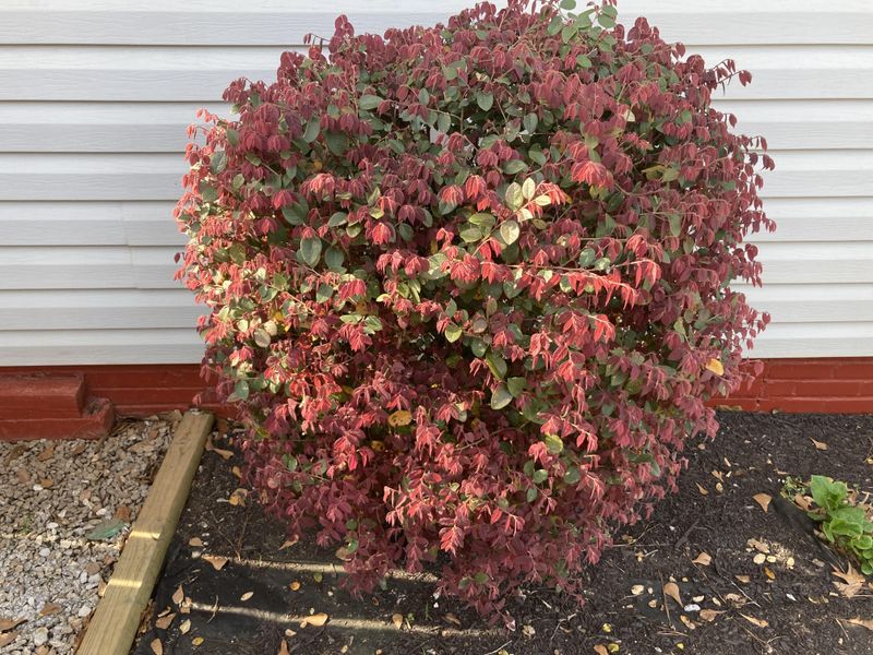Why Maryland Homeowners Have Loved This Shrub For Decades