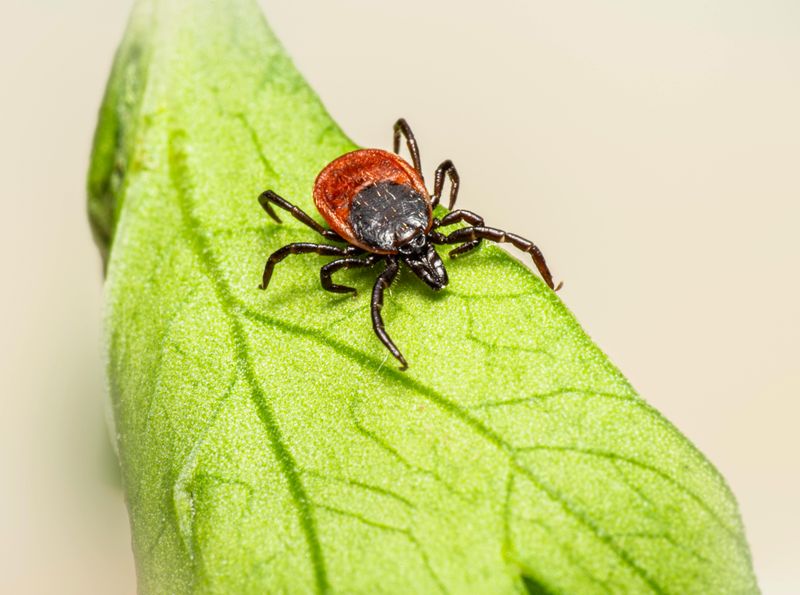 Why Maryland's Tick Problem Is Different