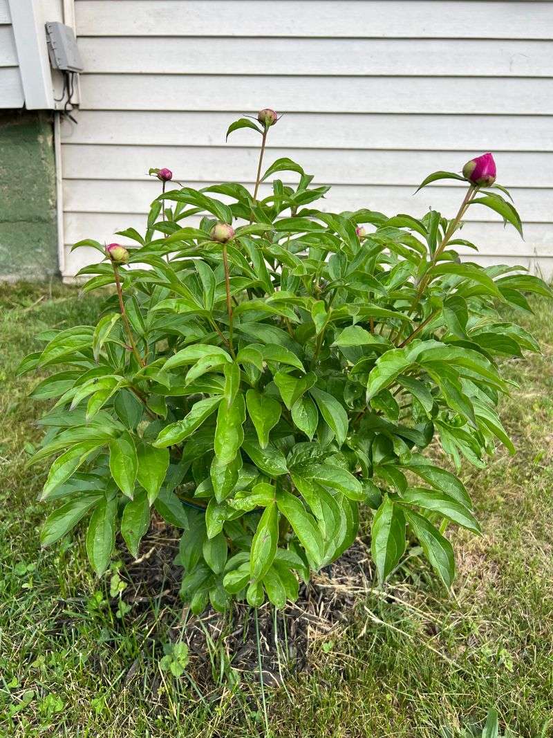 Why Mature Peonies Sometimes Bloom Less Every Year