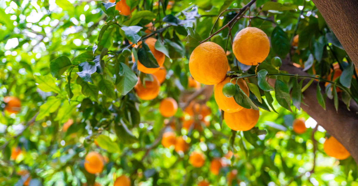 citrus tree (featured image)